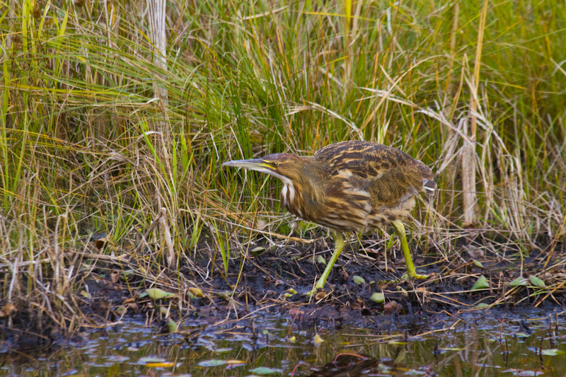American Bittern